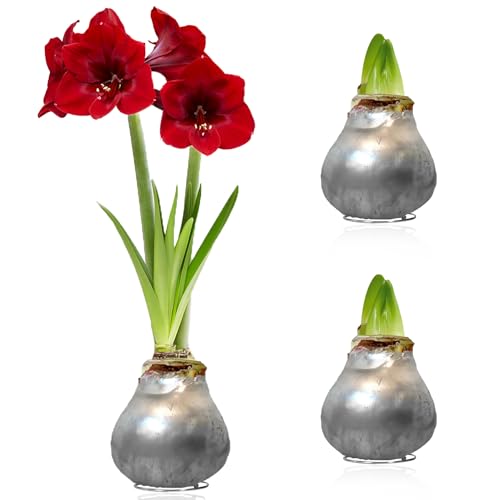 Amaryllis in Wachs Silber - 2 Wachsamaryllis Blumenzwiebeln - Wax Amaryllis Zwiebel in Großformat 26/28 - Exklusive Mischung von echte Pflanzen aus Holland - Hippeastrum (keine Samen, nicht künstlich) von DUTCH BULBS EXCLUSIVE PLANTS FROM HOLLAND