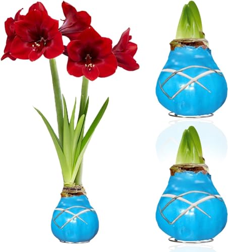 Amaryllis in Wachs Striped Blue - 2 Wachsamaryllis Blumenzwiebeln - Wax Amaryllis Zwiebel in Großformat 28/30 - Mischung von echte Pflanzen aus Holland - Hippeastrum (keine Samen, nicht künstlich) von DUTCH BULBS EXCLUSIVE PLANTS FROM HOLLAND