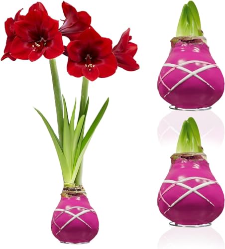 Amaryllis in Wachs Striped Purple - 2 Wachsamaryllis Blumenzwiebeln - Wax Amaryllis Zwiebel in Großformat 28/30 - Mischung von echte Pflanzen aus Holland - Hippeastrum (keine Samen, nicht künstlich) von DUTCH BULBS EXCLUSIVE PLANTS FROM HOLLAND
