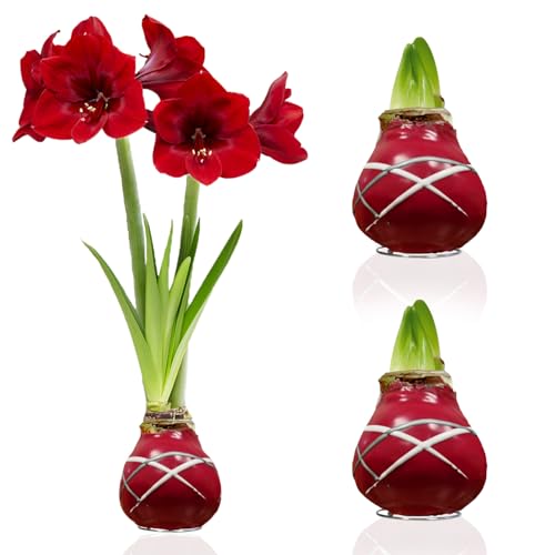 Amaryllis in Wachs Striped Red - 2 Wachsamaryllis Blumenzwiebeln - Amaryllis Zwiebel in Großformat 28/30 - Exklusive Mischung von Echte Pflanzen aus Holland - Hippeastrum (keine Samen,nicht künstlich) von DUTCH BULBS EXCLUSIVE PLANTS FROM HOLLAND