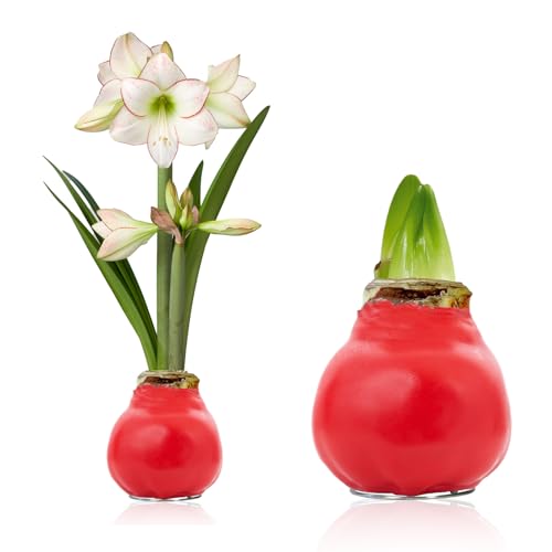 Amaryllis in Wachs Süßigkeit Blüte - (1 Stück) Rot Wax Amaryllis Zwiebel in Großformat 30/32 - Exklusive Mischung von echte Pflanzen aus Holland - Hippeastrum (keine Samen - nicht künstlich) von DUTCH BULBS EXCLUSIVE PLANTS FROM HOLLAND