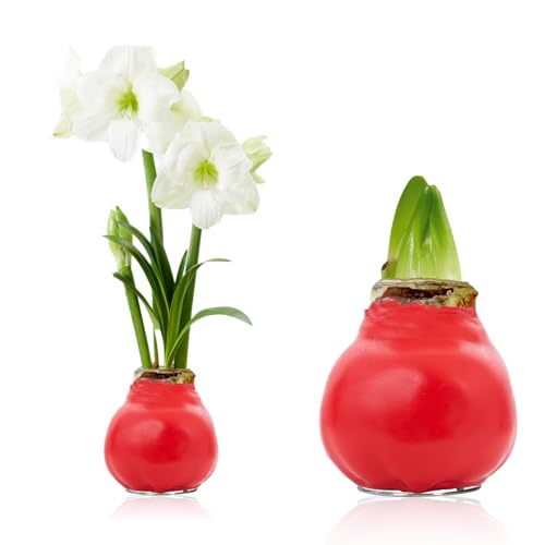 Amaryllis in Wachs Winterflüstern - (1 Stück) Rot Wax Amaryllis Zwiebel in Großformat 30/32 - Exklusive Mischung von echte Pflanzen aus Holland - Hippeastrum (keine Samen - nicht künstlich) von DUTCH BULBS EXCLUSIVE PLANTS FROM HOLLAND