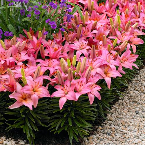 Bordüre Rosa Lilie Zwiebel kollektion, Packung mit 10 Zwiebeln, winterharte Lilie Zwiebelmischung aus Holland für Gartenbepflanzung (große Zwiebeln, keine Samen) von DUTCH BULBS EXCLUSIVE PLANTS FROM HOLLAND