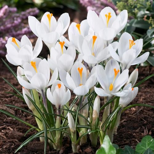 Botanische Krokusse Zwiebeln Jeanne D'Arc, 50 Exklusive Blumenzwiebeln, Echte Winterharte und mehrjährig Crocus Knollen/Blumen/Zwiebel (kein samen) für Garten und Töpfe von DUTCH BULBS EXCLUSIVE PLANTS FROM HOLLAND