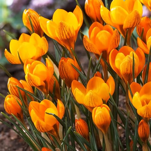 Botanische Krokusse Zwiebeln Orange Monarch, 50 Exklusive Blumenzwiebeln, Echte Winterharte und mehrjährig Crocus Knollen (kein samen) für Garten und Töpfe von DUTCH BULBS EXCLUSIVE PLANTS FROM HOLLAND