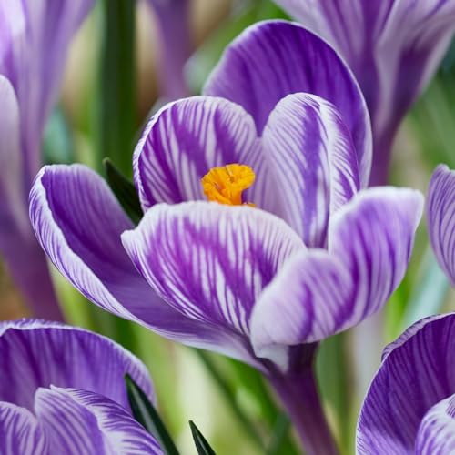 Botanische Krokusse Zwiebeln Pickwick, 50 Exklusive Blumenzwiebeln, Echte Winterharte und mehrjährig Crocus Knollen/Blumen/Zwiebel (kein samen) für Garten und Töpfe) von DUTCH BULBS EXCLUSIVE PLANTS FROM HOLLAND