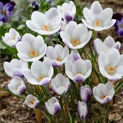 Botanische Krokusse Zwiebeln Prins Claus, 50 Exklusive Blumenzwiebeln, Echte Winterharte und mehrjährig Crocus Knollen/Blumen/Zwiebel (kein samen) für Garten und Töpfe von DUTCH BULBS EXCLUSIVE PLANTS FROM HOLLAND