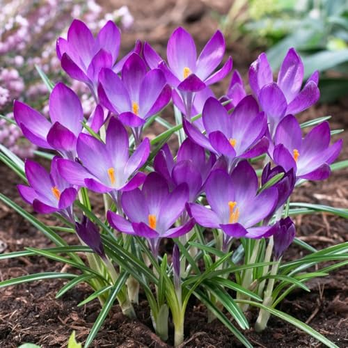 Botanische Krokusse Zwiebeln Ruby Giant, 50 Exklusive Blumenzwiebeln, Echte Winterharte und mehrjährig Crocus Knollen (kein samen) für Garten und Töpfe von DUTCH BULBS EXCLUSIVE PLANTS FROM HOLLAND