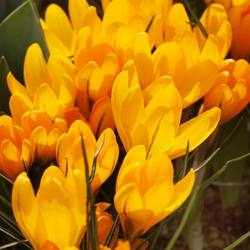 Botanische Krokuszwiebeln Golden Yellow, 50 exklusive Zwiebeln, Sorte aus Holland, echte winterharte und mehrjährige Krokuszwiebeln/Blumen/Zwiebeln (kein Samen) für Garten, Töpfe und Balkon von DUTCH BULBS EXCLUSIVE PLANTS FROM HOLLAND