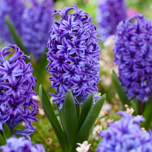 Hyazinthen Blue Jacket (15 Zwiebeln), Duftende Hyazinthen Kollektion, 3 Sorten/Farben, Mehrjährig, Winterhart Blumenzwiebeln Mischung aus Holland für Garten, Topf, Glas (große Knollen, kein Samen) von DUTCH BULBS EXCLUSIVE PLANTS FROM HOLLAND