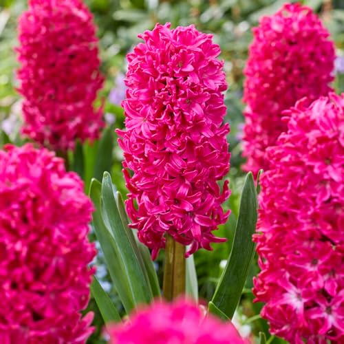 Hyazinthen Jan Bos (15 Zwiebeln), Duftende Hyazinthen Kollektion, 3 Sorten/Farben, Mehrjährig, Winterhart Blumenzwiebeln Mischung aus Holland für Garten, Topf, Glas (große Knollen, kein Samen) von DUTCH BULBS EXCLUSIVE PLANTS FROM HOLLAND