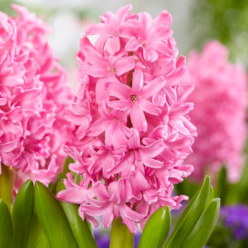 Hyazinthen Pink Pearl (15 Zwiebeln), Duftende Hyazinthen Kollektion, 3 Sorten/Farben, Mehrjährig, Winterhart Blumenzwiebeln Mischung aus Holland für Garten, Topf, Glas (große Knollen, kein Samen) von DUTCH BULBS EXCLUSIVE PLANTS FROM HOLLAND