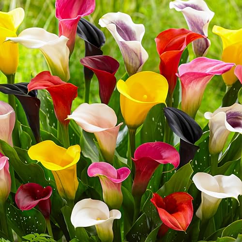 Calla Lilien Zantedeschia Zwiebeln Kollektion, 10 Zwiebeln, 5 Sorten, 2 von jeder Farbe Mix, Ideal als Topf und Gartenpflanze, Blumenzwiebeln Mischung aus Holland (kein Samen nicht künstlich, duftend) von DUTCH BULBS EXCLUSIVE PLANTS FROM HOLLAND