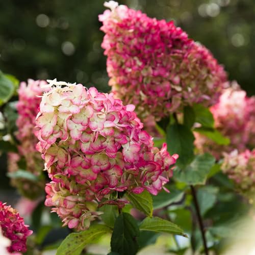 Colourful Cocktail (3 Pflanzen) Winterharte Hortensien Paniculata, Echte Garten Hydrangea pflanzen aus Holland (kein Samen, kein Kunstblumen und nicht künstlich), Mehrjährig für Töpfe und Balkone von DUTCH BULBS EXCLUSIVE PLANTS FROM HOLLAND