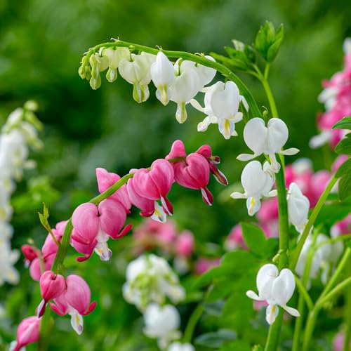 Dicentra White & Pink mix (4 Pflanzen), Riesen-Zierlauch Giganteum, mehrjährig, winterhart duftend wurzelnackt aus Holland für Garten, Topf (keine Zwiebeln, kein Samen, nicht künstlich) von DUTCH BULBS EXCLUSIVE PLANTS FROM HOLLAND