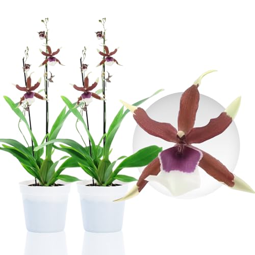 Echte Beallara Eurostar Orchideen, 2 große Zimmerpflanzen aus Holland, 30-40 cm hoch mit Blüten und duftend.(keine künstliche Orchidee, ohne Dünger und Topf, kein Samen und nicht winterhart) von DUTCH BULBS EXCLUSIVE PLANTS FROM HOLLAND