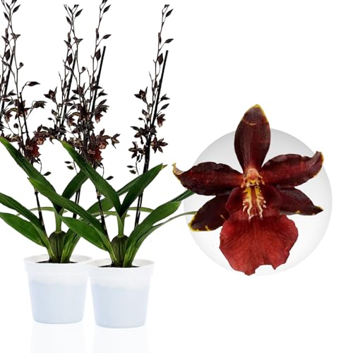 Echte Densdrobium Black Cat Orchideen. 2 große Zimmerpflanzen aus Holland. 30-40 cm hoch, mit Blüten und duftend. (keine künstliche Orchidee, ohne Dünger und Topf, kein Samen und nicht winterhart) von DUTCH BULBS EXCLUSIVE PLANTS FROM HOLLAND