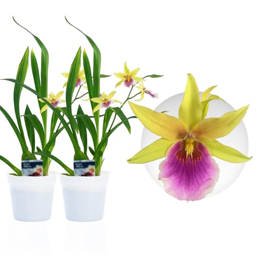 Echte Miltonia Sunset Orchideen. 2 große Zimmerpflanzen aus Holland. 30-40 cm hoch, mit Blüten und leicht duftend.(keine künstliche Orchidee, ohne Dünger und Topf, kein Samen und nicht winterhart) von DUTCH BULBS EXCLUSIVE PLANTS FROM HOLLAND