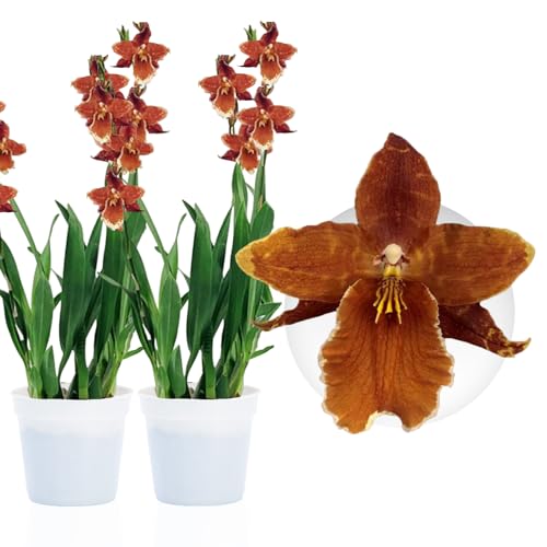 Orchideen Echte Pflanzen Wilsonara Inferno - 2 große Zimmerpflanzen aus Holland - 30-40 cm hoch - mit Blüten und duftend (Nicht künstlich, ohne Dünger und Topf, kein Samen, nicht winterhart) von DUTCH BULBS EXCLUSIVE PLANTS FROM HOLLAND