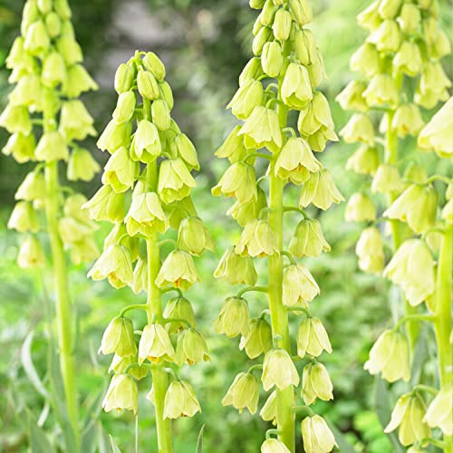 Kaiserkronen Fritillaria Persica White Blumenzwiebeln (5 Zwiebeln), Winterharte mehrjährige Zwiebeln, Pflanzen aus Holland für Garten und Topf (große Knollen, kein Samen und nicht künstlich) von DUTCH BULBS EXCLUSIVE PLANTS FROM HOLLAND