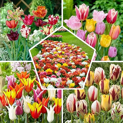 Ganzer Frühling Tulpenzwiebeln Mischung, 50 Zwiebeln, exklusive Tulpen aus Holland, 15 Sorten, winterhart und mehrjährig, Tulpen für Garten, Töpfe, Balkon (große Knollen, kein Samen, nicht künstlich) von DUTCH BULBS EXCLUSIVE PLANTS FROM HOLLAND