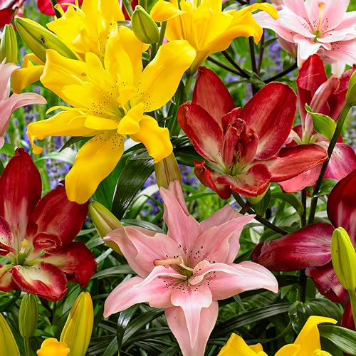 Gefultes Asiatische Lilien Zwiebeln Kollektion, Packung mit 15 Zwiebeln in 5 Sorten und Farben, Winterharte Lilienzwiebeln Mischung aus Holland zum Garten-Pflanzen (große Knollen, kein Samen von DUTCH BULBS EXCLUSIVE PLANTS FROM HOLLAND