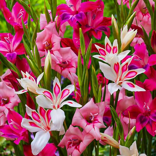 Gladiolen Botanisch Nanus Mix Kollektion, 50 Blumenzwiebeln, Mischung aus Blumenzwiebeln für Garten und Töpfe, Mischung aus 7 Farben und Sorten, Blumen und Pflanzen aus Holland von DUTCH BULBS EXCLUSIVE PLANTS FROM HOLLAND