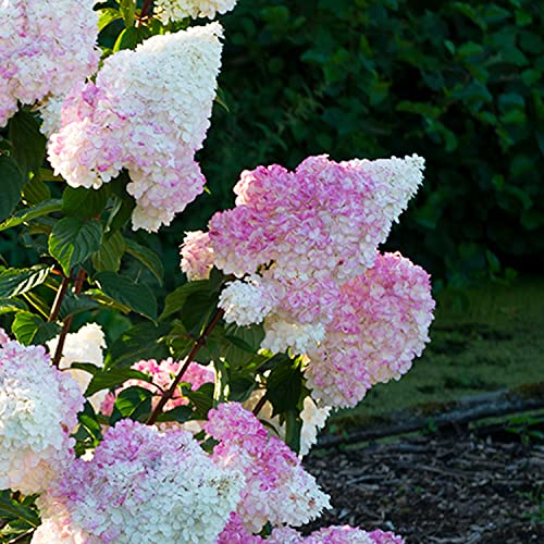 Hydrangea Vanille Fraisse (3 Pflanzen) Winterharte Hortensien Paniculata, Echte Garten pflanzen aus Holland (kein Samen, kein Kunstblumen und nicht künstlich), Mehrjährig für Töpfe und Balkone von DUTCH BULBS EXCLUSIVE PLANTS FROM HOLLAND