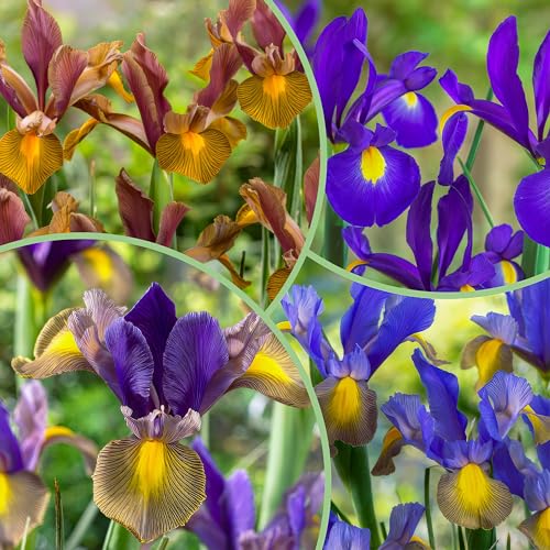 Holländische Iris Super Collection Mischung (50 Zwiebeln), Schwertlilien Kollektion, 5 Sorten/Farben, Mehrjährig, Winterhart Blumenzwiebeln aus Holland für Garten, Topf (große Knollen, kein Samen) von DUTCH BULBS EXCLUSIVE PLANTS FROM HOLLAND