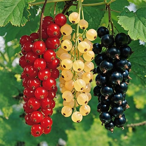 Johannisbeere Plants Kollektion - Schwarz, Rot & Weiß - Set aus 3 wurzelnackte Sträucher - winterhart Fruiting Shrubs von DUTCH BULBS EXCLUSIVE PLANTS FROM HOLLAND