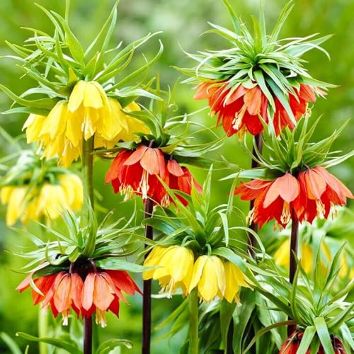 Kaiserkronen Fritillaria Imperialis Blumenzwiebeln Mischung (6 Zwiebeln), Winterharte mehrjährige Zwiebeln, Pflanzen aus Holland für Garten und Topf (kein Samen und nicht künstlich) von DUTCH BULBS EXCLUSIVE PLANTS FROM HOLLAND