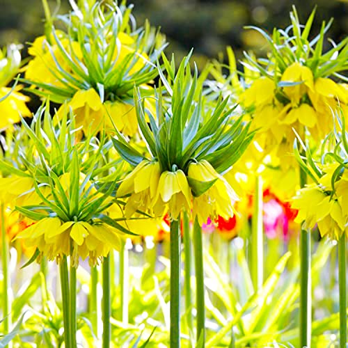 Kaiserkronen Fritillaria Imperialis Yellow Blumenzwiebeln (5 Zwiebeln), Winterharte mehrjährige Zwiebeln, Pflanzen aus Holland für Garten und Topf (große Knollen, kein Samen und nicht künstlich) von DUTCH BULBS EXCLUSIVE PLANTS FROM HOLLAND