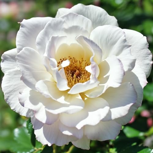 Kletterrose Weiß - Set aus 2 wurzelnackte Pflanzen - Elegant Snowy Blüten, Vigorous mehrjährig für Garten Structures Kletterrose Weiß - Set aus 2 wurzelnackte Pflanzen - Elegant Snowy Blüten, Vigorous mehrjährig für Garten Structures von DUTCH BULBS EXCLUSIVE PLANTS FROM HOLLAND