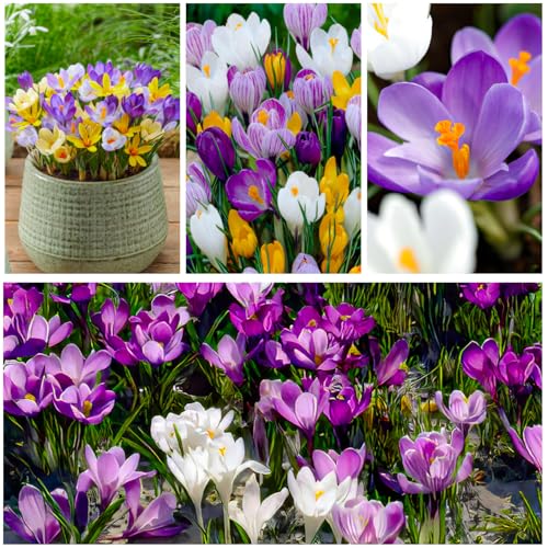 Krokusse Zwiebeln Frühlingstraum Mischung - 50 Exklusive Blumenzwiebeln - Echte Winterharte und mehrjährig Crocus Knollen - Mix von 5 Krokus Zwiebeln (kein samen) aus Holland - für Garten und Töpfe von DUTCH BULBS EXCLUSIVE PLANTS FROM HOLLAND
