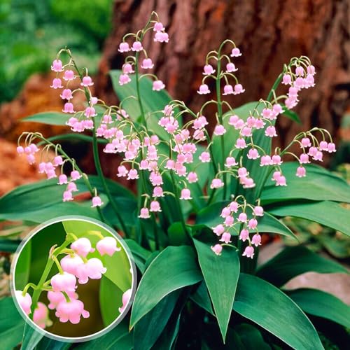 Maiglöckchen Zwiebeln - Rosa Convallaria Majalis - 10 Wurzeln - Stauden Winterhart Mehrjährig - Echte Pflanzen aus Holland für Garten (kein Samen, zwiebeln und nicht künstlich) von DUTCH BULBS EXCLUSIVE PLANTS FROM HOLLAND