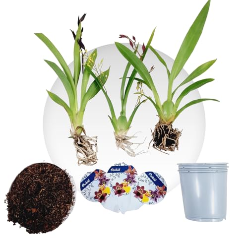 Mini Orchideen, 3 Zimmerpflanzen Mischung aus Holland. Mix von 3 Farben (Gelb, Braun und Rosa). 15-20cm hoch, mit Blüten. Cambria, Colmonara, Brassia (keine künstliche Orchidee, ohne Dünger und Topf) von DUTCH BULBS EXCLUSIVE PLANTS FROM HOLLAND