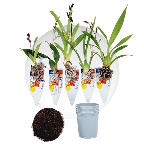 Mini Orchideen, 5 Zimmerpflanzen Mischung aus Holland. Mix von 5 Farben (Gelb, Braun, Rosa, Weiß). 15-20cm hoch mit Blüten Cambria, Colmonara, Brassia (keine künstliche Orchidee ohne Dünger und Topf) von DUTCH BULBS EXCLUSIVE PLANTS FROM HOLLAND