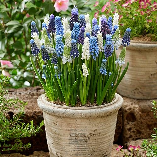 Muscari Budget Mischung (100 zwiebeln), Mix von 5 Sorte und Farbe aus Holland, Echte Winterharte und mehrjährig Traubenhyazinthe Knollen/Blumen/Zwiebel (kein samen) für Garten undTöpfe von DUTCH BULBS EXCLUSIVE PLANTS FROM HOLLAND