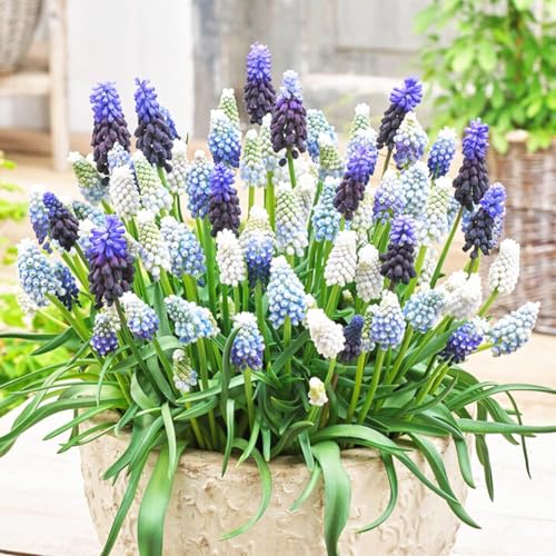 Muscari Mischung (50 zwiebeln), Mix von 5 Sorte und Farbe aus Holland, Echte Winterharte und mehrjährig Muscari Knollen/Blumen/Zwiebel (kein samen) für Garten, Töpfe und Balkon von DUTCH BULBS EXCLUSIVE PLANTS FROM HOLLAND