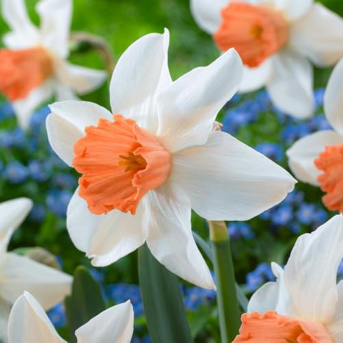 Narzissen Zwiebeln Accent - 25 Blumenzwiebeln - Osterglocken Zwiebeln mehrjährig winterhart - Duftende Osterglocken Mischung - Niederländische Qualität - Für Garten und Töpfe von DUTCH BULBS EXCLUSIVE PLANTS FROM HOLLAND