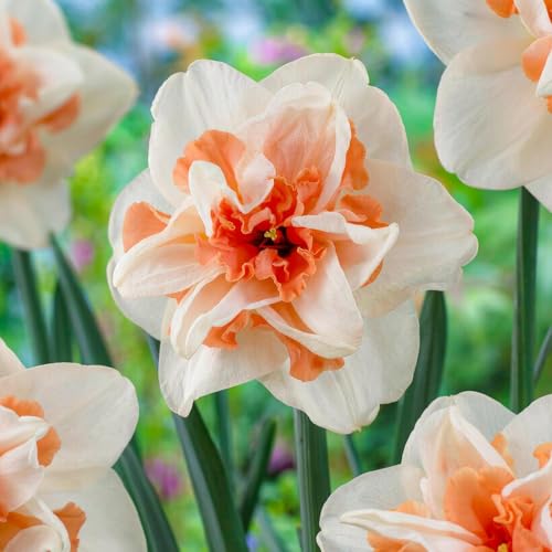 Narzissen Zwiebeln Delnashaugh - 25 Blumenzwiebeln - Osterglocken Zwiebeln mehrjährig winterhart - Duftende Mischung - Niederländische Qualität - Für Garten und Töpfe Narzissen Zwiebeln Delnashaugh - 25 Blumenzwiebeln - Osterglocken Zwiebeln mehrjährig winterhart - Duftende Mischung - Niederländische Qualität - Für Garten und Töpfe von DUTCH BULBS EXCLUSIVE PLANTS FROM HOLLAND