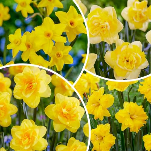 Narzissen Zwiebeln Gelb Vorteilspack - 25 Blumenzwiebeln - Osterglocken Zwiebeln mehrjährig winterhart - Duftende Mischung - Niederländische Qualität - Für Garten und Töpfe von DUTCH BULBS EXCLUSIVE PLANTS FROM HOLLAND