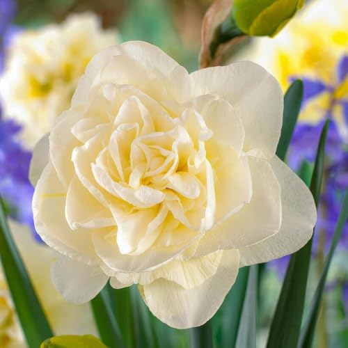 Narzissen Zwiebeln Winterhart Mehrjährig - Osterglocken Obdan - 25 Blumenzwiebeln - Duftende Pflanzen aus Holland - für Garten und Topf (keine Samen, nicht künstlich) von DUTCH BULBS EXCLUSIVE PLANTS FROM HOLLAND