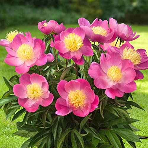 Pfingstrose Pink Nippon (1 Pflanze), große Päonien Hybride, Winterharte mehrjährige Staude, Pflanzen aus Holland für Garten und Topf (kein Samen, Zwiebeln und nicht künstlich) von DUTCH BULBS EXCLUSIVE PLANTS FROM HOLLAND