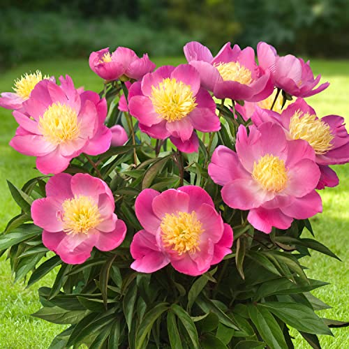 Pfingstrose Pink Nippon (1 Wurzel), große Päonien Hybride, Winterharte mehrjährige Staude, Pflanzen aus Holland für Garten und Topf (kein Samen, Zwiebeln und nicht künstlich) von DUTCH BULBS EXCLUSIVE PLANTS FROM HOLLAND