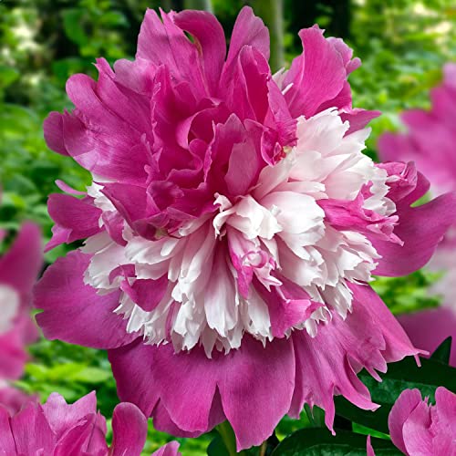 Pfingstrose Striped Passion (1 Wurzel), große Päonien Hybride, Winterharte mehrjährige Staude, Pflanzen aus Holland für Garten und Topf (kein Samen, Zwiebeln und nicht künstlich) von DUTCH BULBS EXCLUSIVE PLANTS FROM HOLLAND
