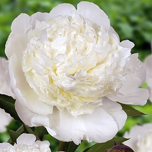Pfingstrose White Passion (1 Wurzel), große Päonien Hybride, Winterharte mehrjährige Staude, Pflanzen aus Holland für Garten und Topf (kein Samen, Zwiebeln und nicht künstlich) von DUTCH BULBS EXCLUSIVE PLANTS FROM HOLLAND