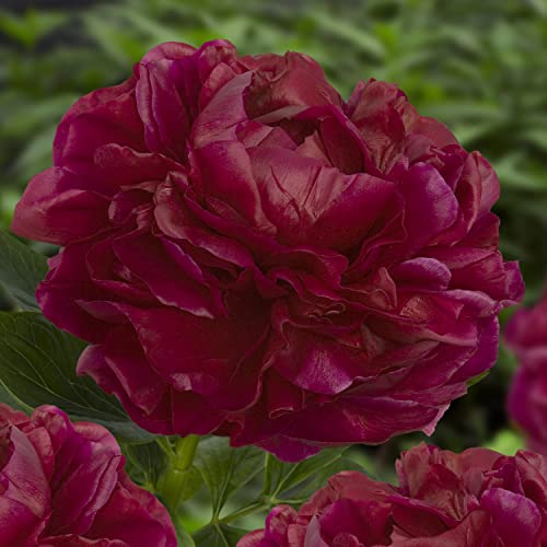 Pfingstrose Dark Red Passion (1 Pflanze), große Päonien Hybride, Winterharte mehrjährige Staude, Pflanzen aus Holland für Garten und Topf (kein Samen, Zwiebeln und nicht künstlich) von DUTCH BULBS EXCLUSIVE PLANTS FROM HOLLAND