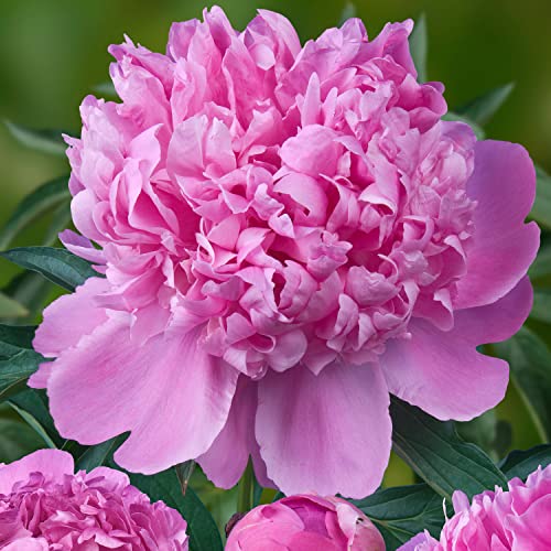 Pfingstrose Purple Passion (1 Wurzel), große Päonien Hybride, Winterharte mehrjährige Staude, Pflanzen aus Holland für Garten und Topf (kein Samen, Zwiebeln und nicht künstlich) von DUTCH BULBS EXCLUSIVE PLANTS FROM HOLLAND