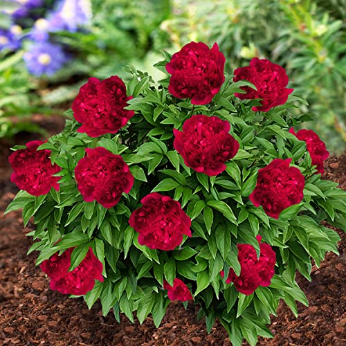 Pfingstrose Red Passion (1 Pflanze), große Päonien Hybride, Winterharte mehrjährige Staude, Pflanzen aus Holland für Garten und Topf (kein Samen, Zwiebeln und nicht künstlich) von DUTCH BULBS EXCLUSIVE PLANTS FROM HOLLAND